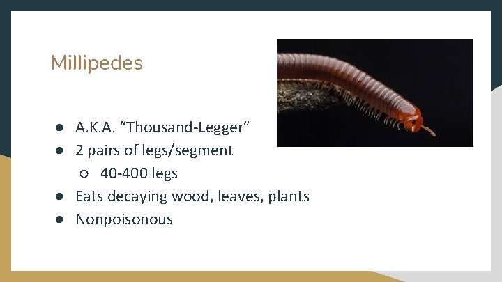 Millipedes ● A. K. A. “Thousand-Legger” ● 2 pairs of legs/segment ○ 40 -400