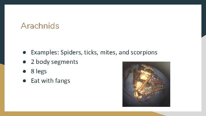 Arachnids ● ● Examples: Spiders, ticks, mites, and scorpions 2 body segments 8 legs