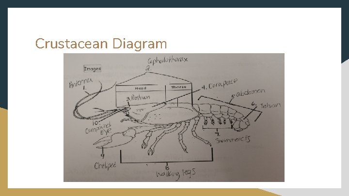 Crustacean Diagram 