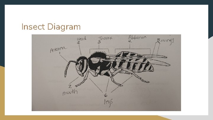 Insect Diagram 