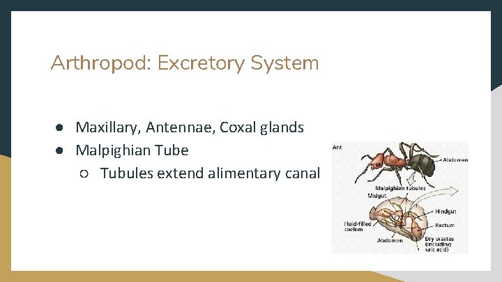 Arthropod: Excretory System ● Maxillary, Antennae, Coxal glands ● Malpighian Tube ○ Tubules extend