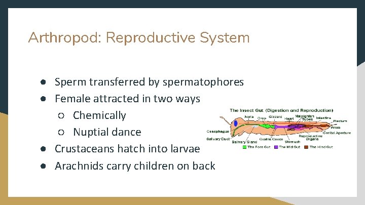 Arthropod: Reproductive System ● Sperm transferred by spermatophores ● Female attracted in two ways