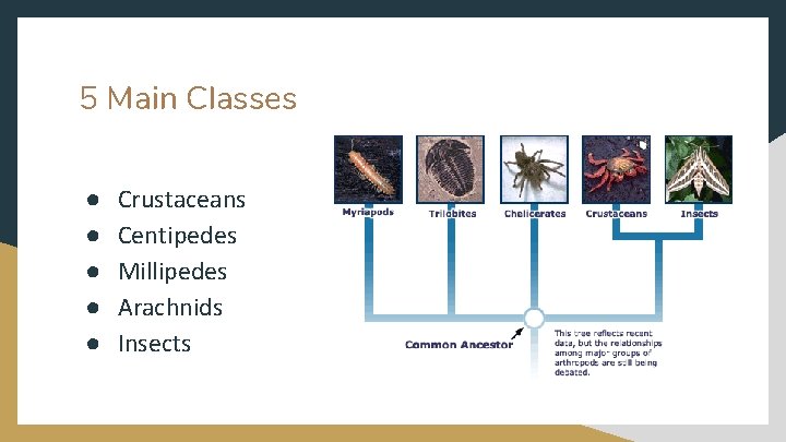 5 Main Classes ● ● ● Crustaceans Centipedes Millipedes Arachnids Insects 
