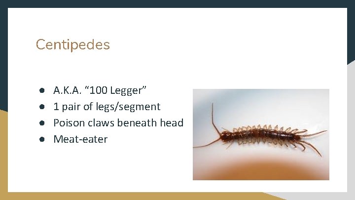 Centipedes ● ● A. K. A. “ 100 Legger” 1 pair of legs/segment Poison