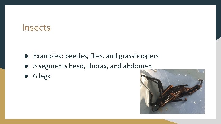 Insects ● Examples: beetles, flies, and grasshoppers ● 3 segments head, thorax, and abdomen