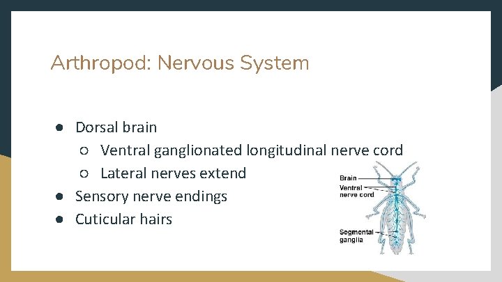 Arthropod: Nervous System ● Dorsal brain ○ Ventral ganglionated longitudinal nerve cord ○ Lateral