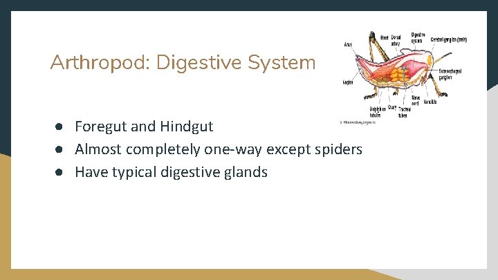 Arthropod: Digestive System ● Foregut and Hindgut ● Almost completely one-way except spiders ●