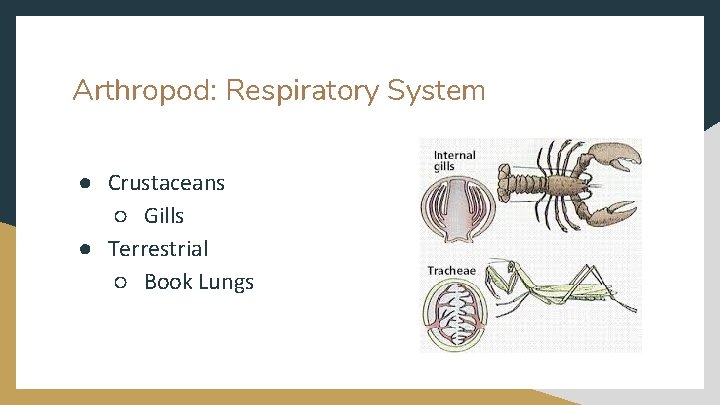 Arthropod: Respiratory System ● Crustaceans ○ Gills ● Terrestrial ○ Book Lungs 