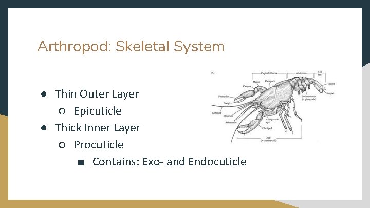 Arthropod: Skeletal System ● Thin Outer Layer ○ Epicuticle ● Thick Inner Layer ○