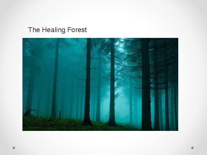 The Healing Forest 