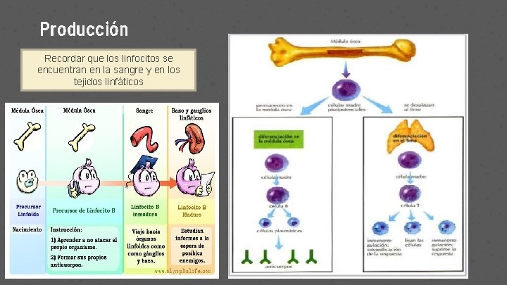 Producción Recordar que los linfocitos se encuentran en la sangre y en los tejidos