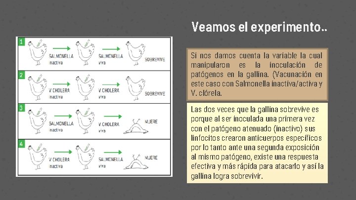 Veamos el experimento. . Si nos damos cuenta la variable la cual manipularon es