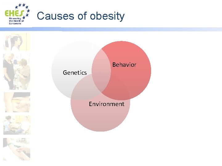 Causes of obesity Genetics Behavior Environment 