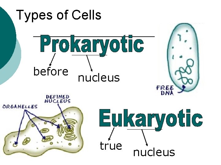 Types of Cells before nucleus true nucleus 