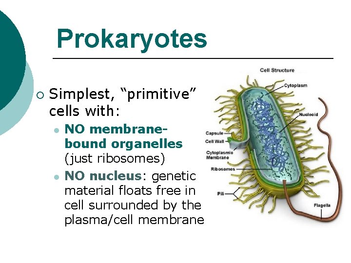 Prokaryotes ¡ Simplest, “primitive” cells with: l l NO membranebound organelles (just ribosomes) NO