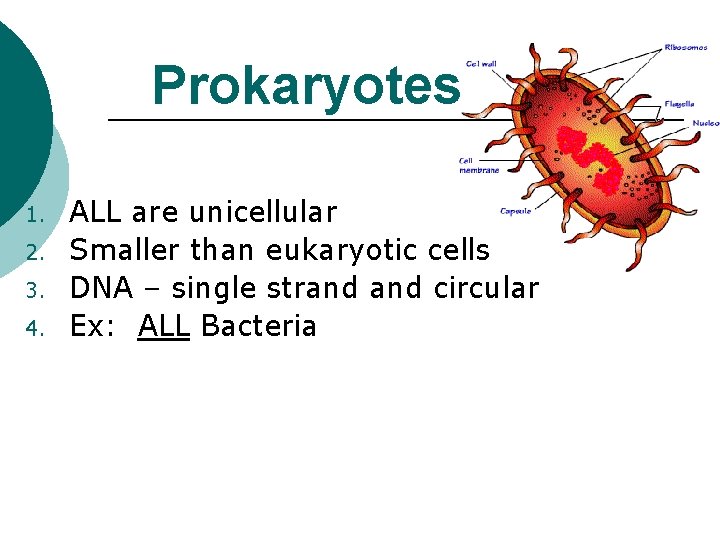 Prokaryotes 1. 2. 3. 4. ALL are unicellular Smaller than eukaryotic cells DNA –