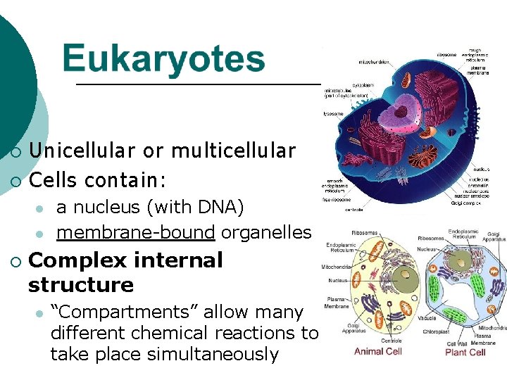Unicellular or multicellular ¡ Cells contain: ¡ l l ¡ a nucleus (with DNA)