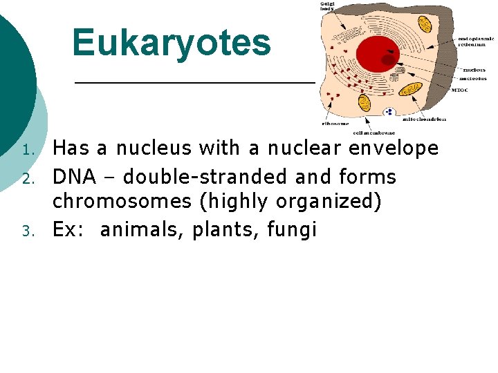 Eukaryotes 1. 2. 3. Has a nucleus with a nuclear envelope DNA – double-stranded