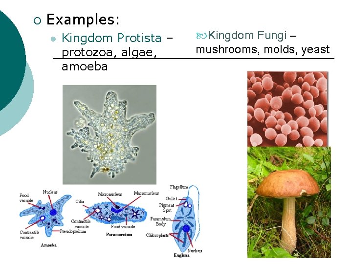 ¡ Examples: l Kingdom Protista – protozoa, algae, amoeba Kingdom Fungi – mushrooms, molds,