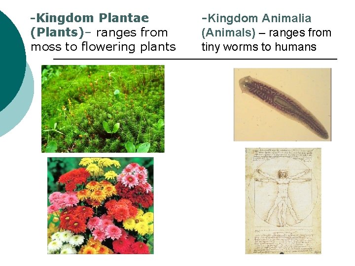 -Kingdom Plantae (Plants)– ranges from moss to flowering plants -Kingdom Animalia (Animals) – ranges