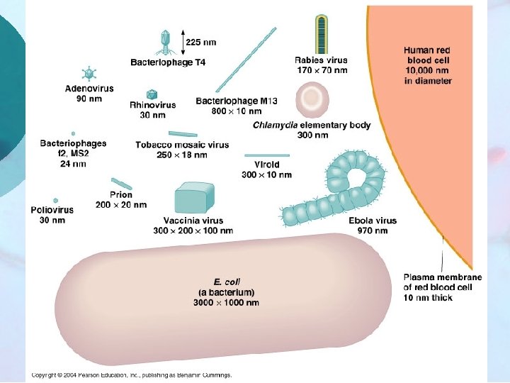 Viruses are extremely small! 
