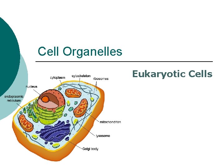 Cell Organelles Eukaryotic Cells 