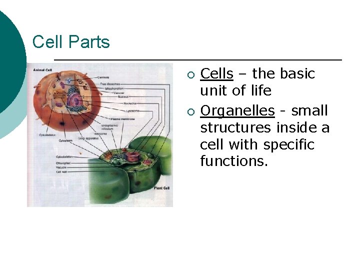 Cell Parts ¡ ¡ Cells – the basic unit of life Organelles - small