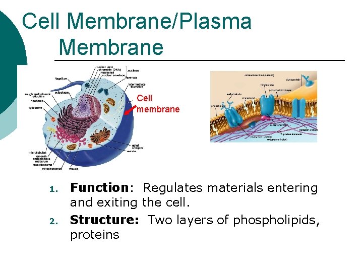 Cell Membrane/Plasma Membrane Cell membrane 1. 2. Function: Regulates materials entering and exiting the