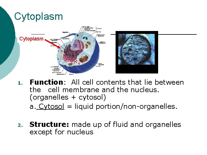 Cytoplasm 1. Function: All cell contents that lie between the cell membrane and the