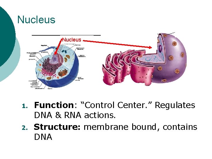 Nucleus 1. 2. Function: “Control Center. ” Regulates DNA & RNA actions. Structure: membrane