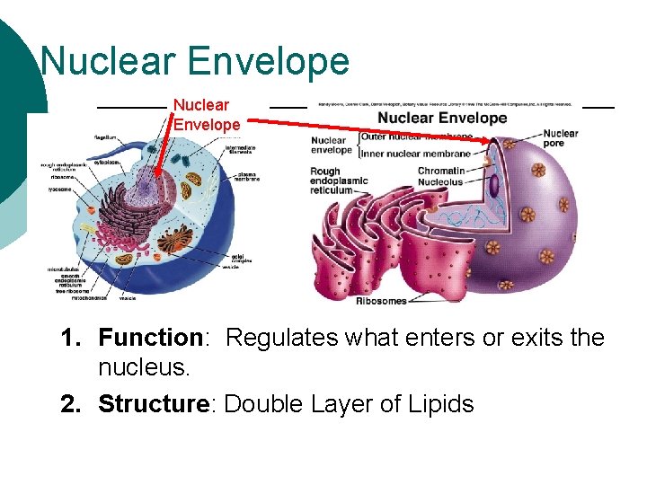 Nuclear Envelope 1. Function: Regulates what enters or exits the nucleus. 2. Structure: Double