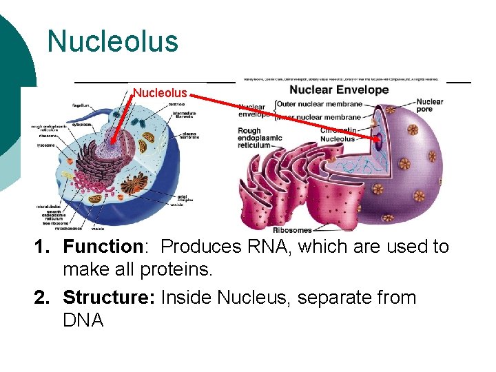 Nucleolus 1. Function: Produces RNA, which are used to make all proteins. 2. Structure: