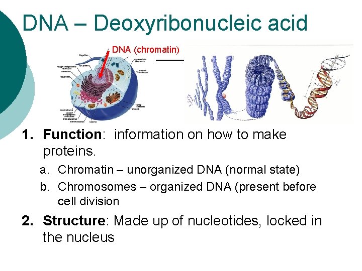 DNA – Deoxyribonucleic acid DNA (chromatin) 1. Function: information on how to make proteins.