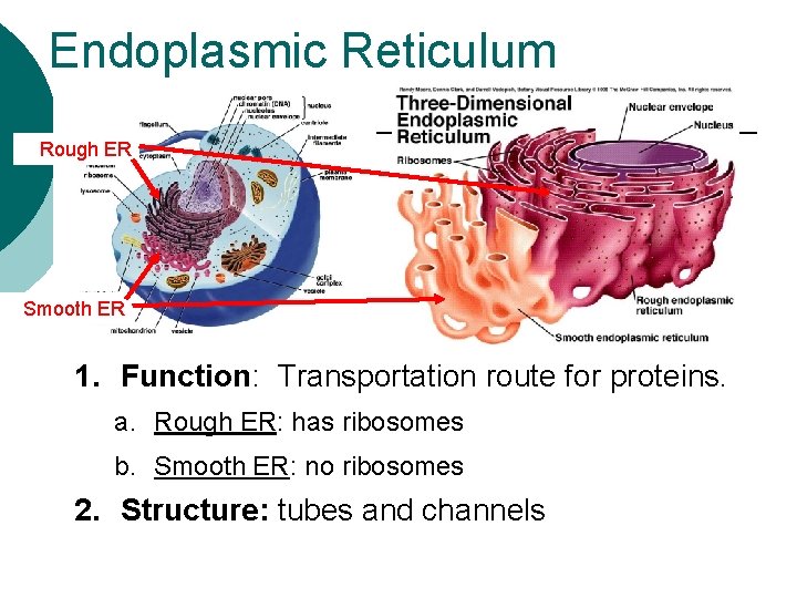 Endoplasmic Reticulum Rough ER Smooth ER 1. Function: Transportation route for proteins. a. Rough