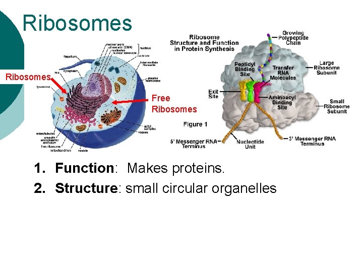 Ribosomes Free Ribosomes 1. Function: Makes proteins. 2. Structure: small circular organelles 