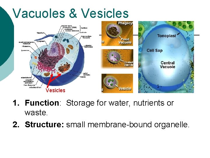 Vacuoles & Vesicles 1. Function: Storage for water, nutrients or waste. 2. Structure: small