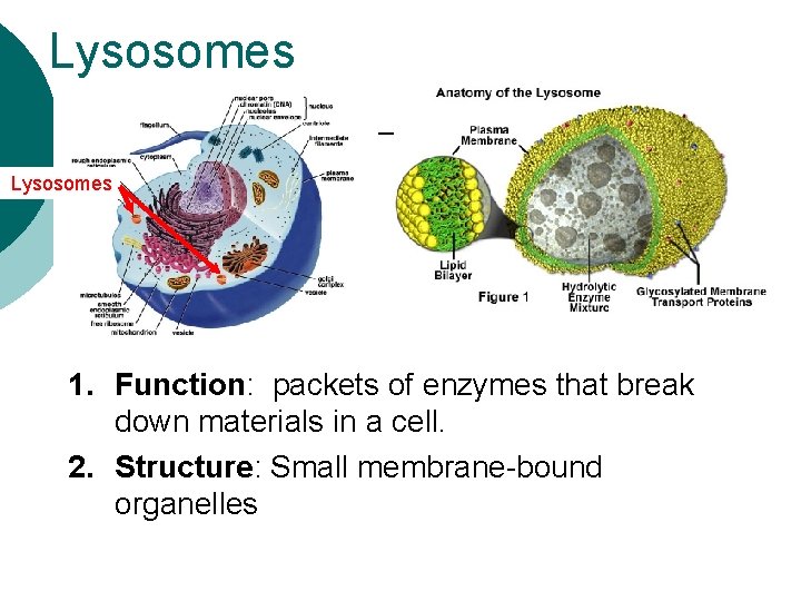Lysosomes 1. Function: packets of enzymes that break down materials in a cell. 2.