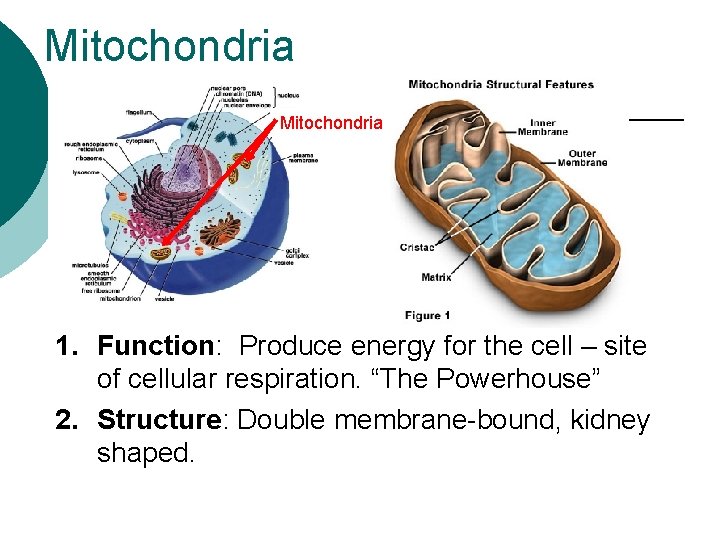 Mitochondria 1. Function: Produce energy for the cell – site of cellular respiration. “The
