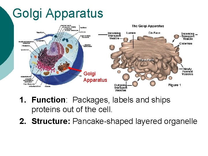 Golgi Apparatus 1. Function: Packages, labels and ships proteins out of the cell. 2.