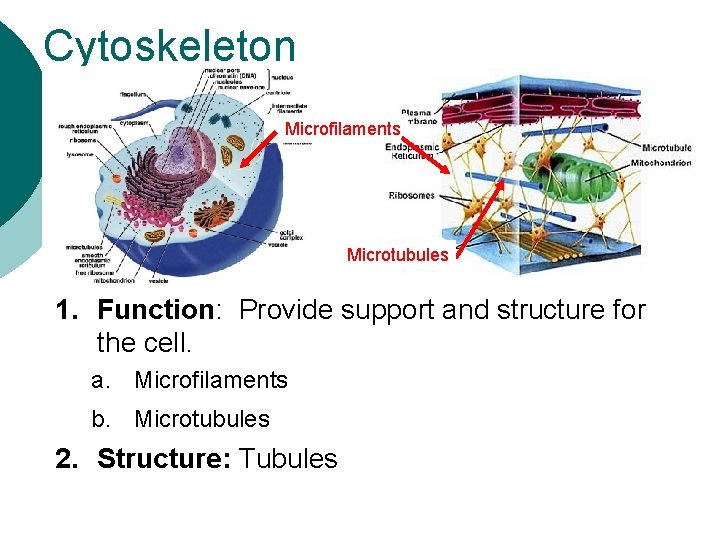 Cytoskeleton Microfilaments Microtubules 1. Function: Provide support and structure for the cell. a. Microfilaments