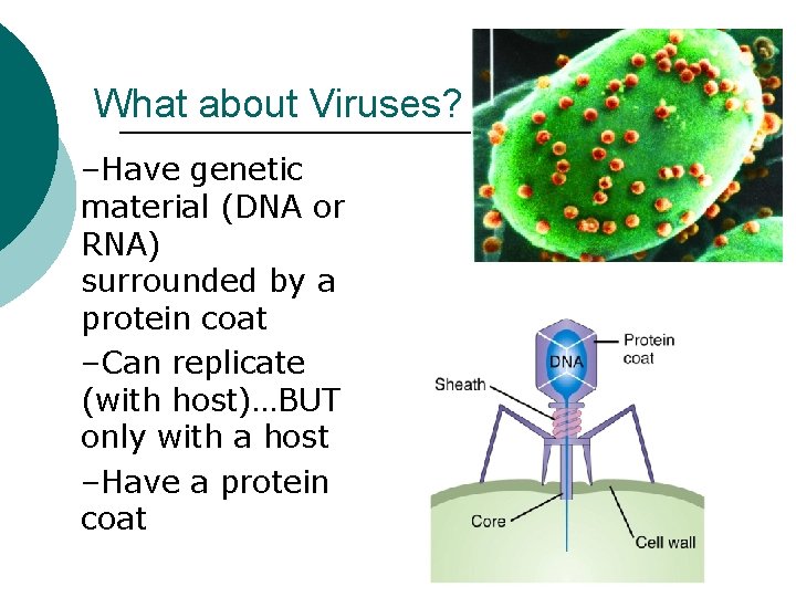 What about Viruses? –Have genetic material (DNA or RNA) surrounded by a protein coat
