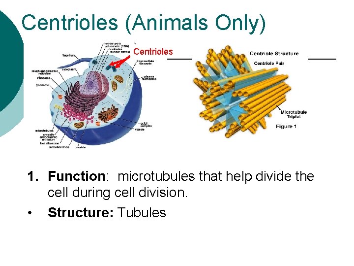 Centrioles (Animals Only) Centrioles 1. Function: microtubules that help divide the cell during cell