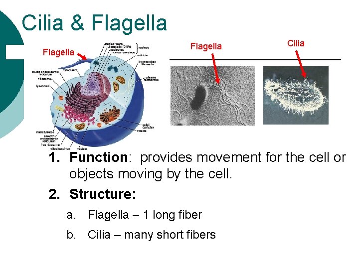 Cilia & Flagella Cilia 1. Function: provides movement for the cell or objects moving