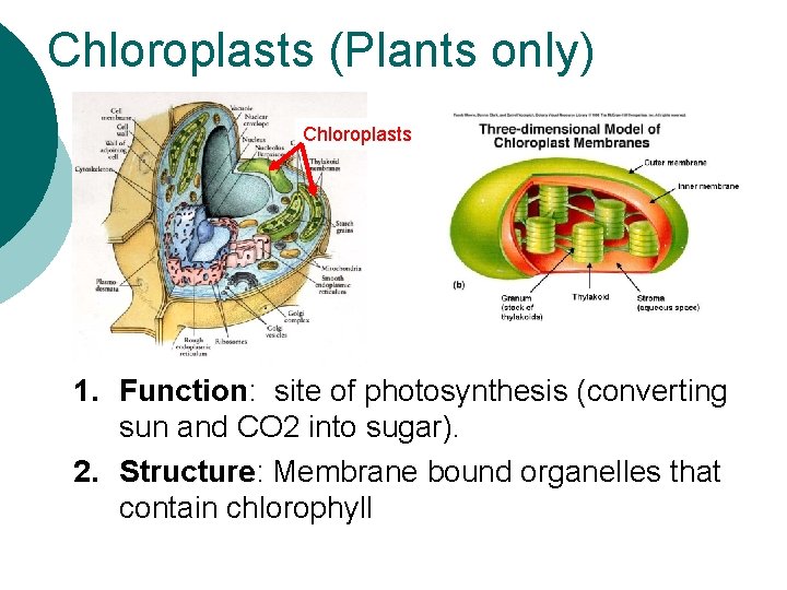Chloroplasts (Plants only) Chloroplasts 1. Function: site of photosynthesis (converting sun and CO 2