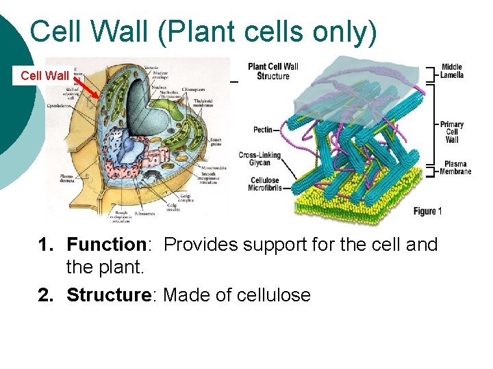 Cell Wall (Plant cells only) Cell Wall 1. Function: Provides support for the cell