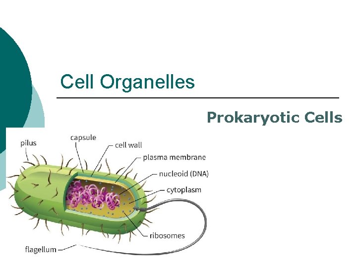Cell Organelles Prokaryotic Cells 