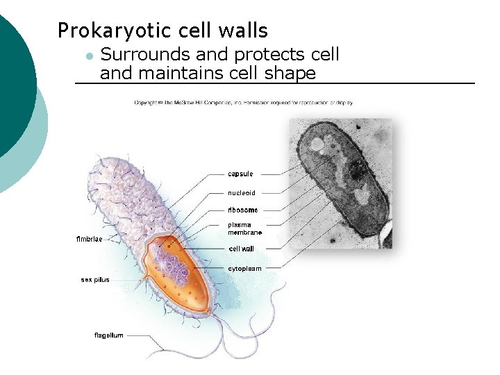 Prokaryotic cell walls l Surrounds and protects cell and maintains cell shape 