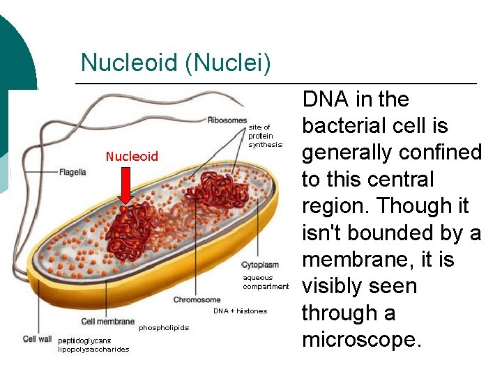 Nucleoid (Nuclei) Nucleoid DNA in the bacterial cell is generally confined to this central