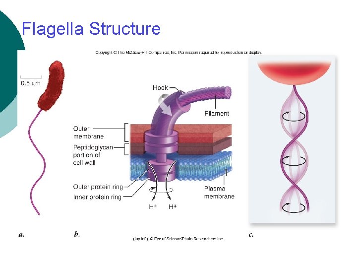 Flagella Structure 
