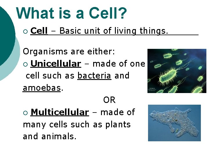 What is a Cell? ¡ Cell – Basic unit of living things. Organisms are